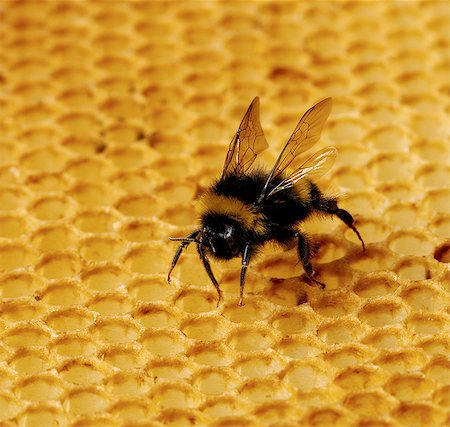 Bee on honey comb Stock Photo - Premium Royalty-Free, Code: 649-07065283