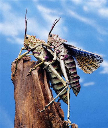 Grasshoppers on tree stump Stock Photo - Premium Royalty-Free, Code: 649-07065298