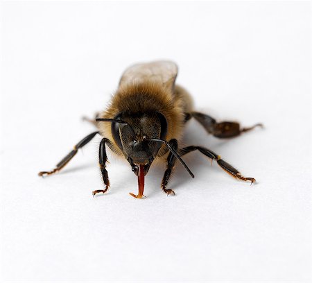 Honey bee with tongue out Foto de stock - Sin royalties Premium, Código: 649-07065299