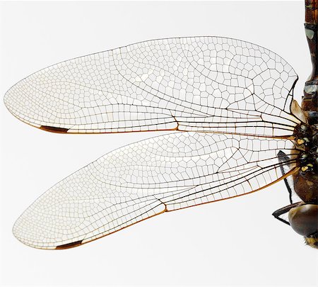 Dragonfly wings Stock Photo - Premium Royalty-Free, Code: 649-07065292