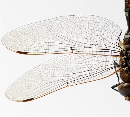 dragonfly - Dragonfly wings Stock Photo - Premium Royalty-Free, Code: 649-07065292