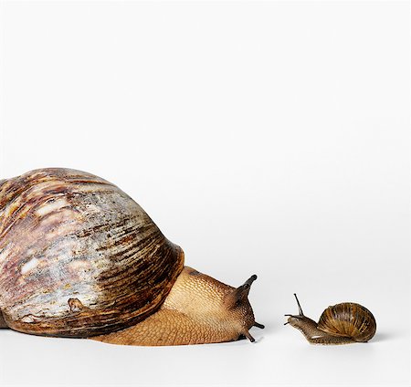 Little and Big Snails Foto de stock - Sin royalties Premium, Código: 649-07065304