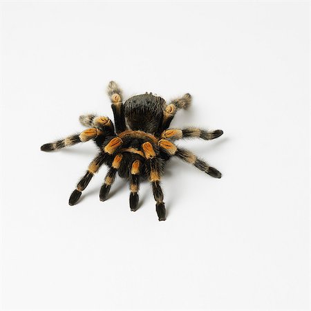 spider - Red Kneed Tarantula Foto de stock - Sin royalties Premium, Código: 649-07065308