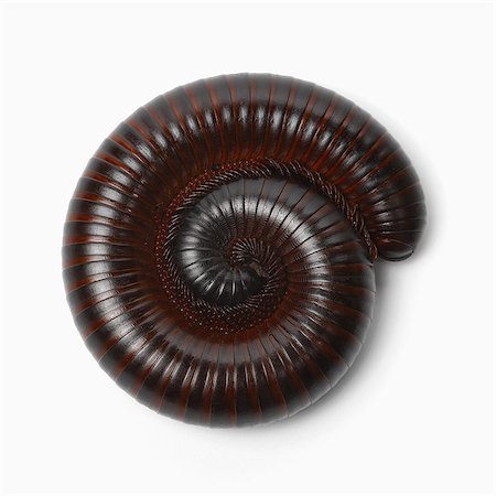 simsearch:700-06368302,k - Rolled up Millipede Stock Photo - Premium Royalty-Free, Code: 649-07065309