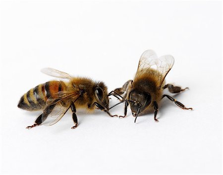 simsearch:649-07065300,k - Honey bees Foto de stock - Sin royalties Premium, Código: 649-07065300