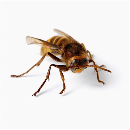 entomología - Hornet Foto de stock - Sin royalties Premium, Código: 649-07065301