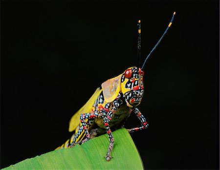 devastation - Multi colored locust Foto de stock - Sin royalties Premium, Código: 649-07065302