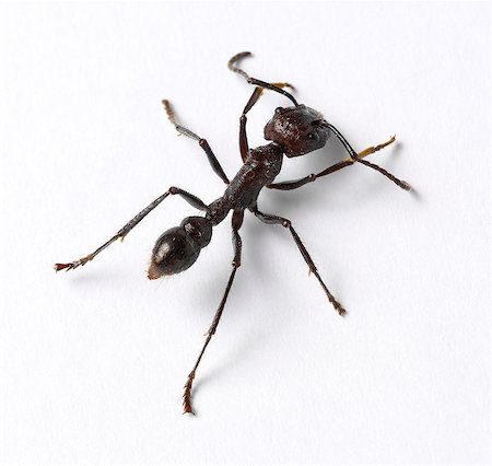 entomología - Large ant Foto de stock - Sin royalties Premium, Código: 649-07065303