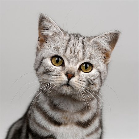 Young silver tabby cat Foto de stock - Sin royalties Premium, Código: 649-07065314