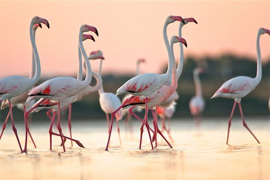 Group of flamingos at dawn, Oristano Region in Sardinia, Italy Photographie de stock - Premium Libres de Droits, Le code de l’image : 649-07063203