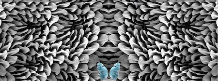 Blue butterfly and antenna microstructure, digital composite Foto de stock - Sin royalties Premium, Código: 649-07063228