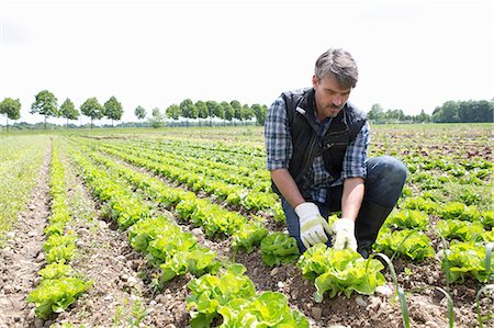 Organic farmer harvesting lettuce Photographie de stock - Premium Libres de Droits, Code: 649-07063420