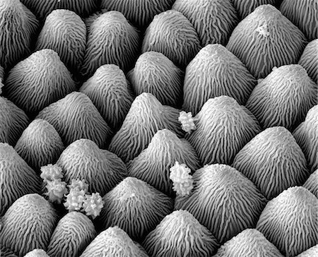 scanning electron micrograph - Snow crystals on petal, SEM Stock Photo - Premium Royalty-Free, Code: 649-07063989
