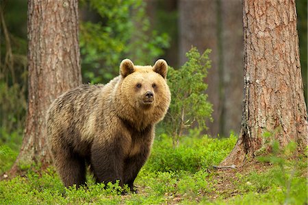 forêt boréale - Brown bear walking through forest, Taiga Forest, Finland Photographie de stock - Premium Libres de Droits, Code: 649-07118547