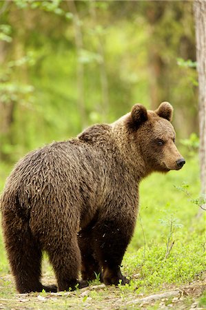 Brown bear walking through forest, Taiga Forest, Finland Foto de stock - Sin royalties Premium, Código: 649-07118548