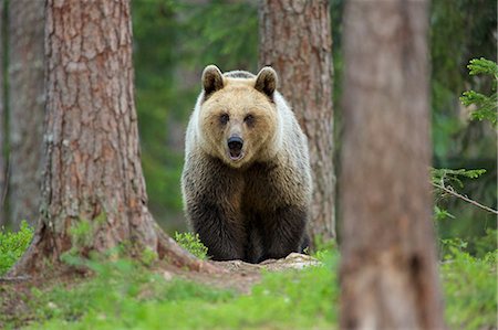 forêt boréale - Brown bear walking through forest, Taiga Forest, Finland Photographie de stock - Premium Libres de Droits, Code: 649-07118549