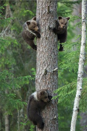 Brown bear cubs climbing tree, Taiga Forest, Finland Stock Photo - Premium Royalty-Free, Code: 649-07118550
