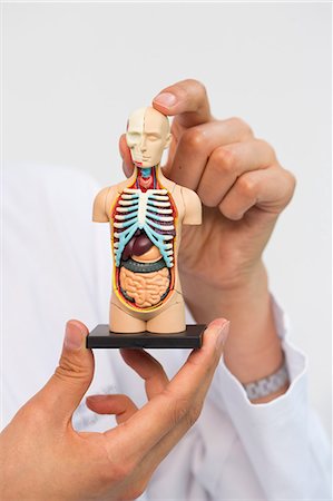 Female scientist holding up miniature anatomical model Stock Photo - Premium Royalty-Free, Code: 649-07118799