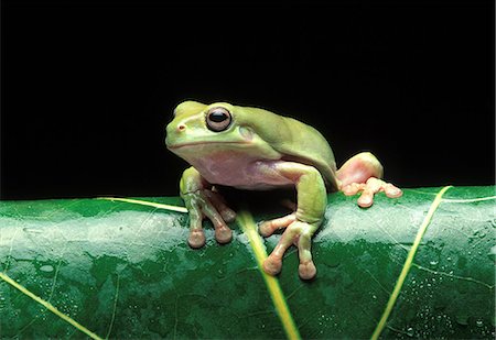 Tree frog on leaf Photographie de stock - Premium Libres de Droits, Code: 649-07118994