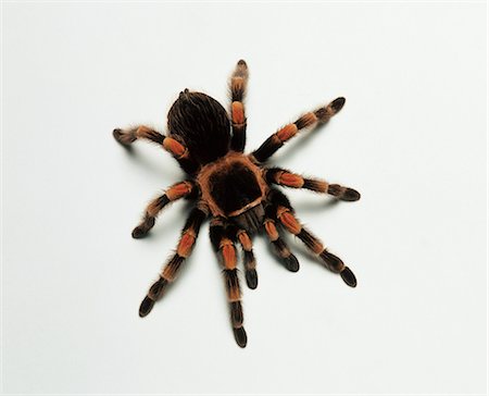 danger - Mexican redknee tarantula (Brachypelma smithi), studio shot Photographie de stock - Premium Libres de Droits, Code: 649-07118997