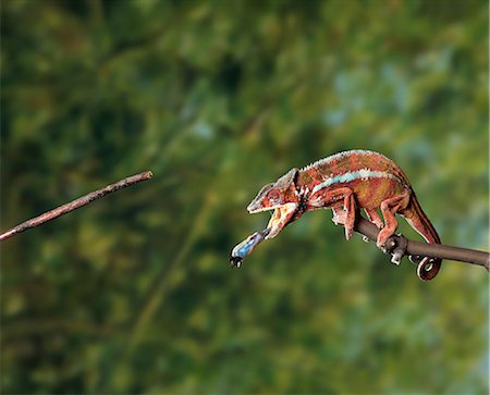 Chameleon feeding Stock Photo - Premium Royalty-Free, Code: 649-07118998