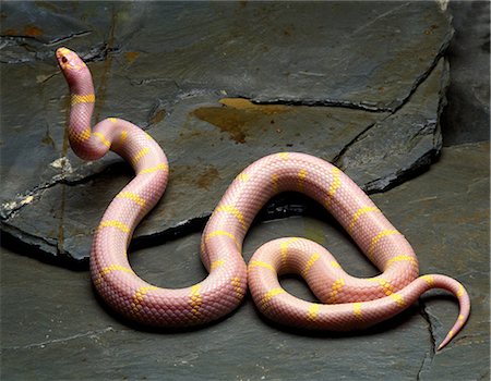 snake close up - Albino Kingsnake Stock Photo - Premium Royalty-Free, Code: 649-07119005