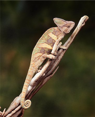 Chameleon on a branch Stock Photo - Premium Royalty-Free, Code: 649-07119006