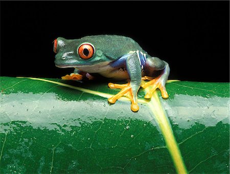 Red-eyed tree frog on a leaf Photographie de stock - Premium Libres de Droits, Code: 649-07119009