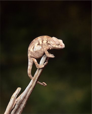 Chameleon on a branch Photographie de stock - Premium Libres de Droits, Code: 649-07119000