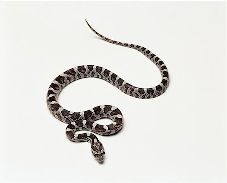 California Kingsnake, studio shot Foto de stock - Sin royalties Premium, Código: 649-07119010