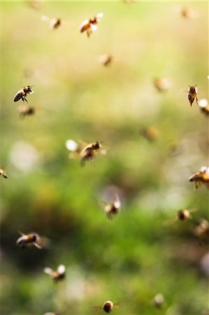 enfoque selectivo - Bees flying, close up Foto de stock - Sin royalties Premium, Código: 649-07119699