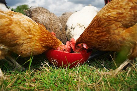 free range - Free range chickens feeding Stock Photo - Premium Royalty-Free, Code: 649-07238938