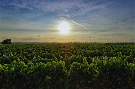 sun field - Vineyard, Veglie, Lecce, Puglia, Italy Stock Photo - Premium Royalty-Free, Code: 649-07239054