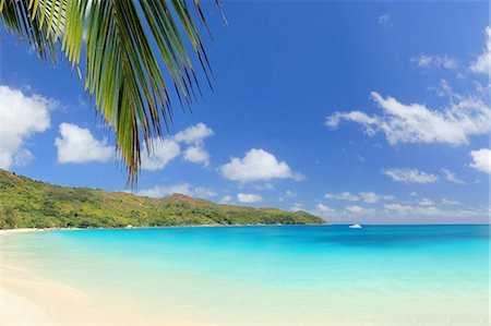 palmwedel - Palm leaf and beach, Praslin Island, Seychelles Stockbilder - Premium RF Lizenzfrei, Bildnummer: 649-07239208