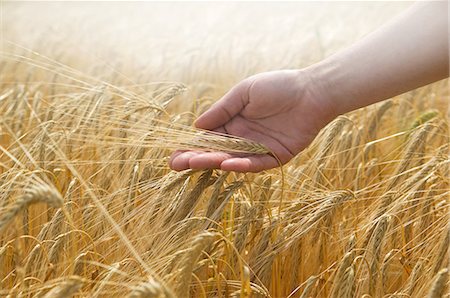 person farming wheat - Hand touching wheat Photographie de stock - Premium Libres de Droits, Code: 649-07239429