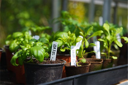 Homegrown basil in pots Photographie de stock - Premium Libres de Droits, Code: 649-07239434