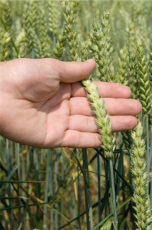 Hand holding wheat plant Photographie de stock - Premium Libres de Droits, Code: 649-07239430