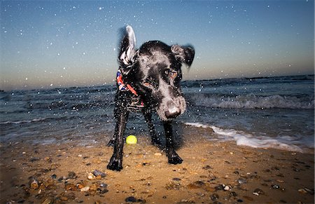 Dog on beach, Walberswick, Suffolk, England, UK Foto de stock - Sin royalties Premium, Código: 649-07239648