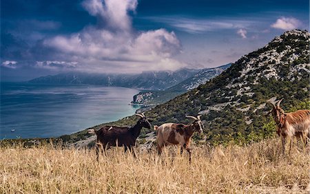 sardinia rural - Goats on hill with sea in background, Arbus, Sardinia, Italy Foto de stock - Sin royalties Premium, Código: 649-07239783