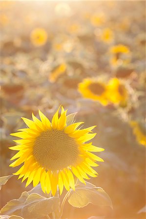 sunflower - Sunflowers in sunlight Foto de stock - Sin royalties Premium, Código: 649-07279597