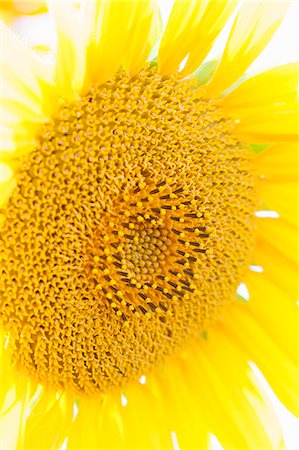 Sunflower close up Foto de stock - Sin royalties Premium, Código: 649-07279598