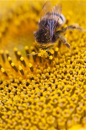 pollen - Bee on sunflower, close up Photographie de stock - Premium Libres de Droits, Code: 649-07279599