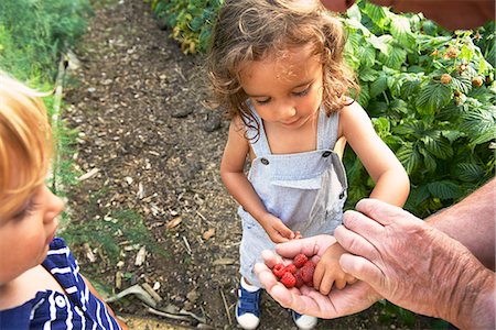 fresh raspberries and outdoors - Grandfather sharing raspberries with grandchildren Stock Photo - Premium Royalty-Free, Code: 649-07279609