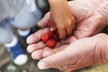 person cupping hands - Grandfather sharing raspberries with grandson Photographie de stock - Premium Libres de Droits, Code: 649-07279610