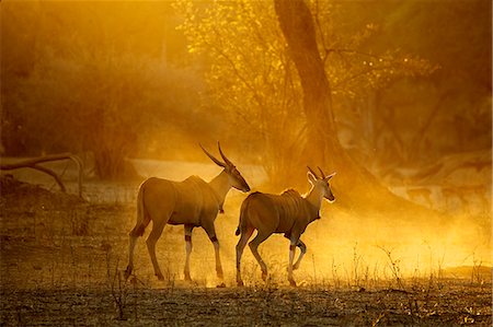 Eland running at dawn, Mana Pools national park, Zimbabwe, Africa Photographie de stock - Premium Libres de Droits, Code: 649-07279785