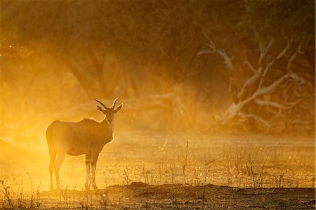 Eland at dawn, Mana Pools national park, Zimbabwe, Africa Photographie de stock - Premium Libres de Droits, Code: 649-07279786
