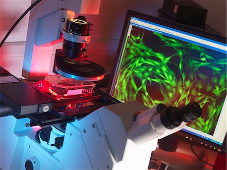 Inverted microscope viewing stem cells in flask with display of a fluorescent labeled cells Photographie de stock - Premium Libres de Droits, Code: 649-07279812