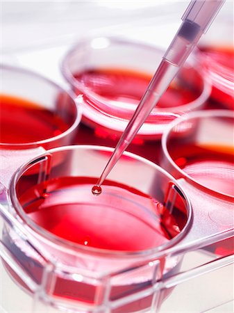 Pipette adding sample to stem cell cultures growing in pots, Used to implant stem cells to repair damaged tissues Stock Photo - Premium Royalty-Free, Code: 649-07279830