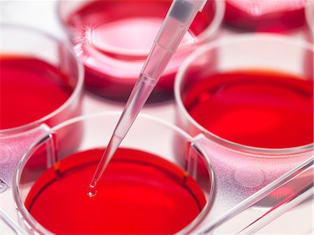 petrischale - Pipette adding sample to stem cell cultures growing in pots, Used to implant stem cells to repair damaged tissues Foto de stock - Sin royalties Premium, Código: 649-07279832