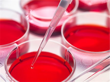 embrión - Pipette adding sample to stem cell cultures growing in pots, Used to implant stem cells to repair damaged tissues Foto de stock - Sin royalties Premium, Código: 649-07279832